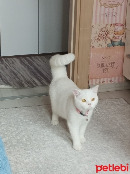 British Shorthair, Kedi  Elsa fotoğrafı