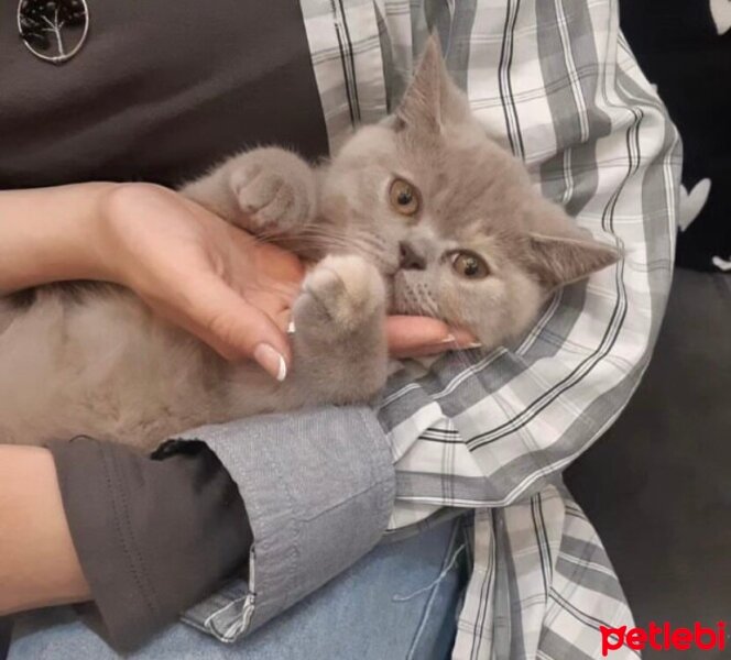 British Shorthair, Kedi  Miya fotoğrafı