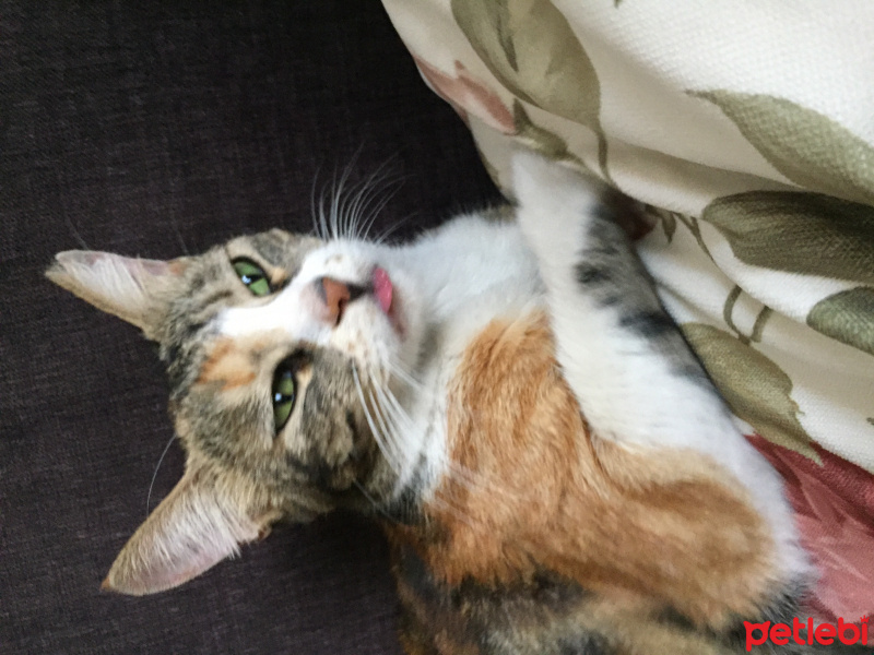 Tekir Kedi, Kedi  Yeşil fotoğrafı
