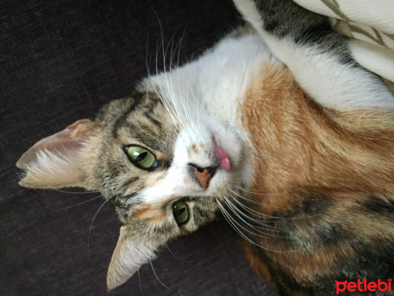 Tekir Kedi, Kedi  Yeşil fotoğrafı