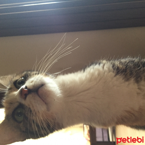 Tekir Kedi, Kedi  Yeşil fotoğrafı