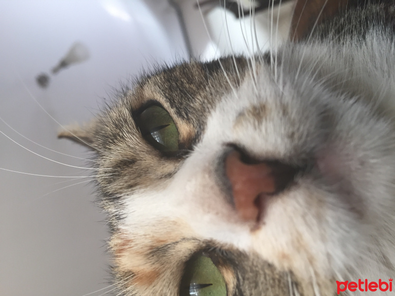 Tekir Kedi, Kedi  Yeşil fotoğrafı
