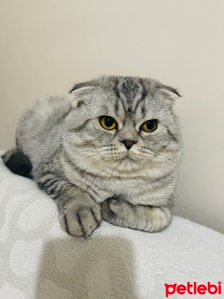 Scottish Fold, Kedi  Leo fotoğrafı