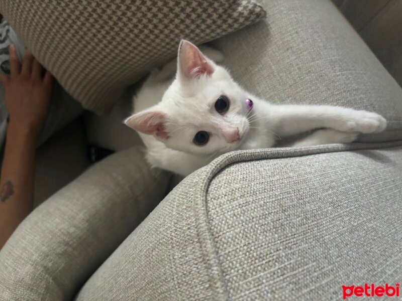 Ankara Kedisi, Kedi  Sacit fotoğrafı