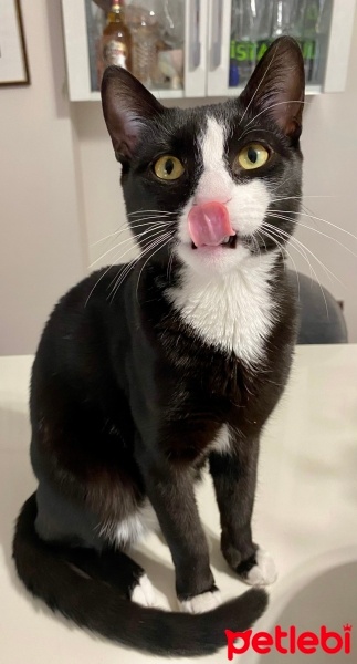 Tuxedo (Smokin) Kedi, Kedi  Papyon fotoğrafı