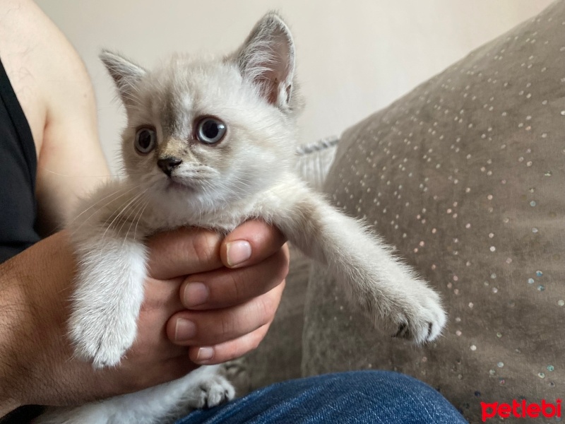 British Shorthair, Kedi  mia fotoğrafı