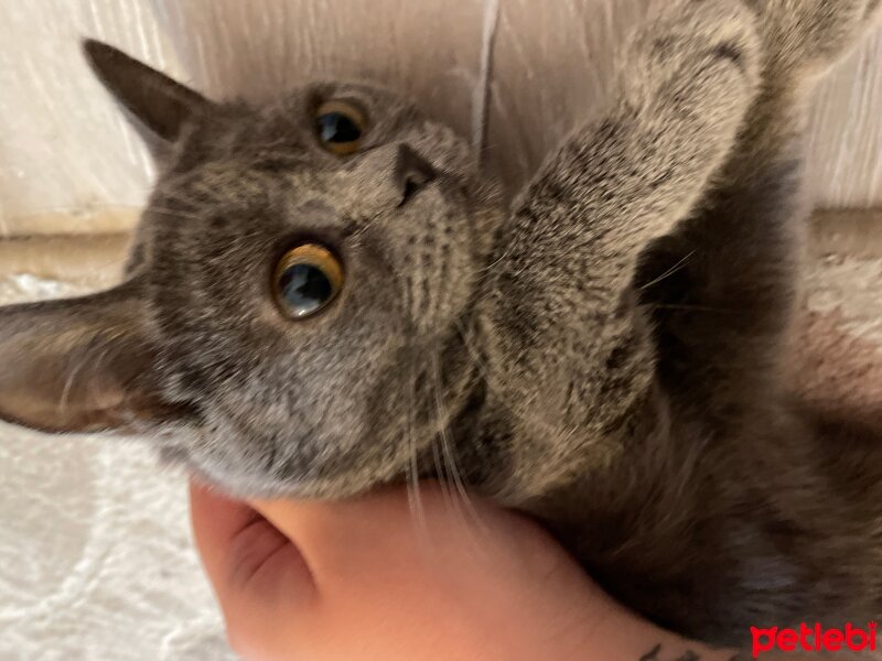 British Shorthair, Kedi  Sisa fotoğrafı