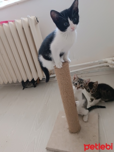 Tekir Kedi, Kedi  Minnoş fotoğrafı