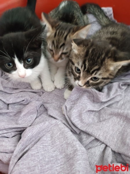 Tekir Kedi, Kedi  Minnoş fotoğrafı