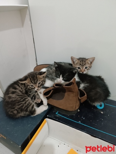 Tekir Kedi, Kedi  Minnoş fotoğrafı