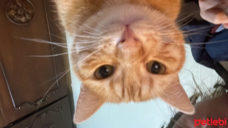 Sarman, Kedi  Fıstık fotoğrafı