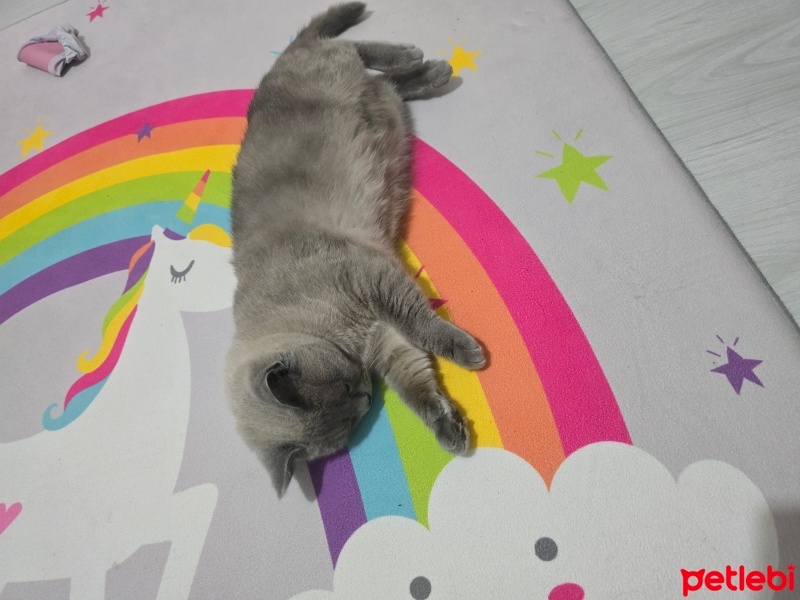 British Shorthair, Kedi  Köpük fotoğrafı