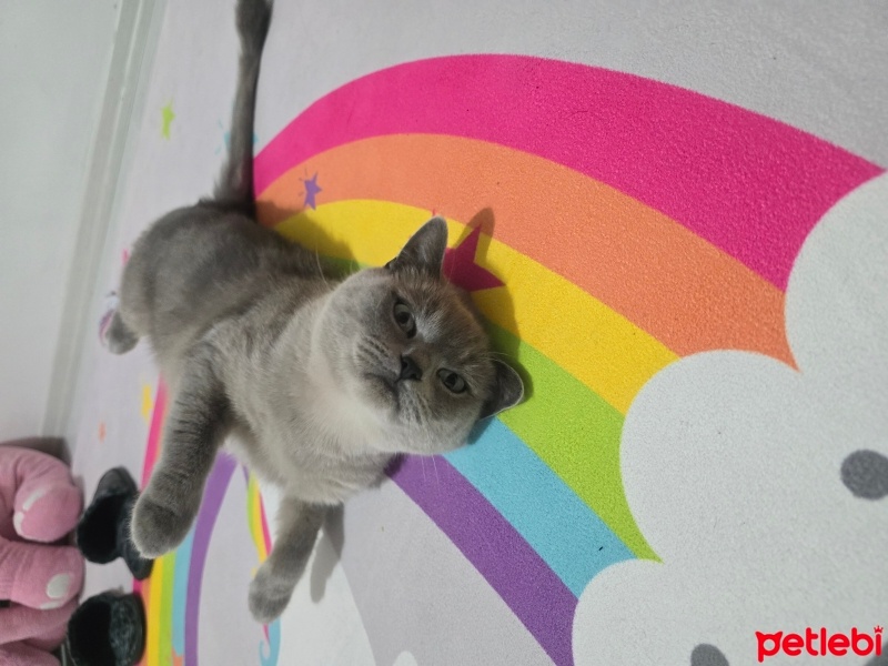 British Shorthair, Kedi  Köpük fotoğrafı