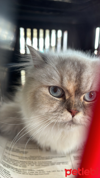 British Longhair, Kedi  Lina fotoğrafı