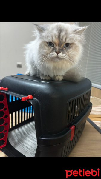 British Longhair, Kedi  Lina fotoğrafı