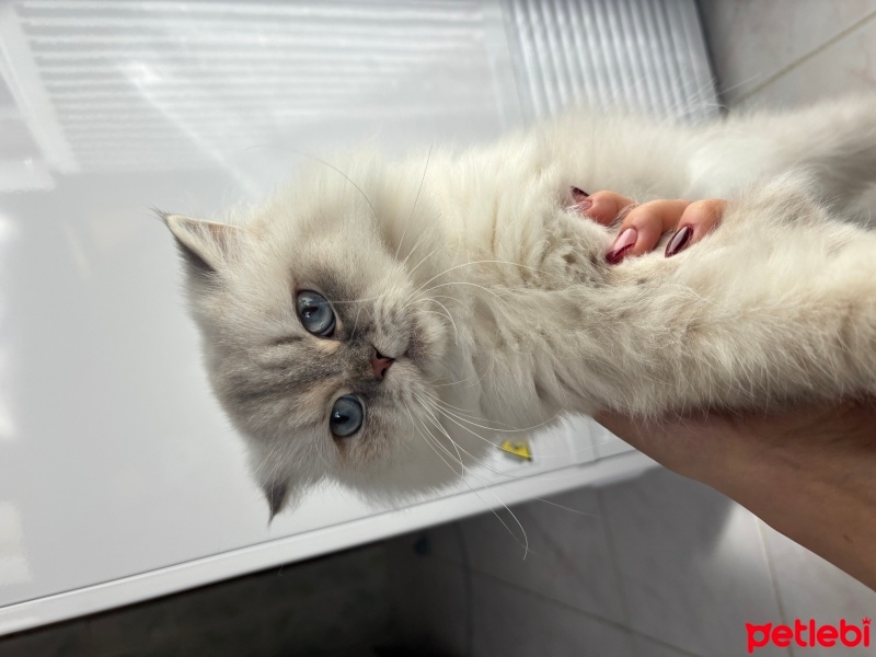 British Longhair, Kedi  Lina fotoğrafı