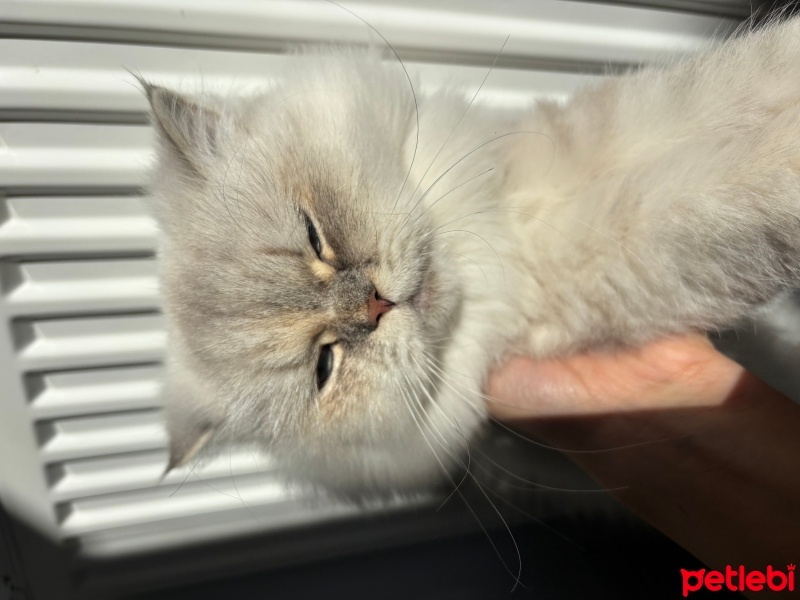 British Longhair, Kedi  Lina fotoğrafı