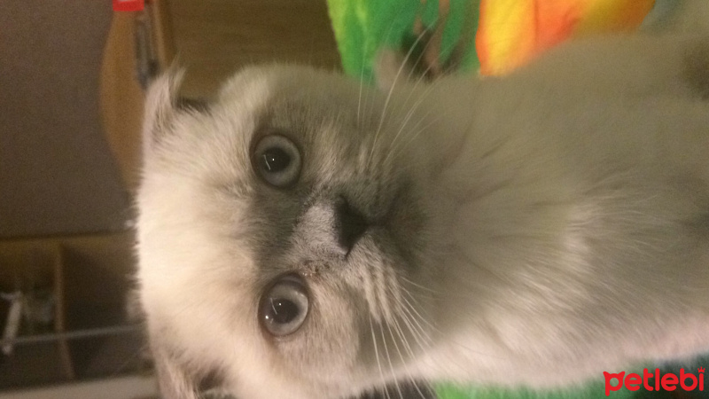 Scottish Fold, Kedi  Çakıl fotoğrafı