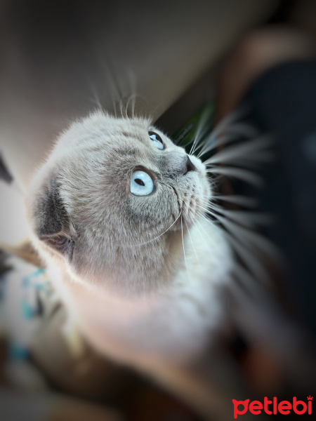 Scottish Fold, Kedi  Çakıl fotoğrafı