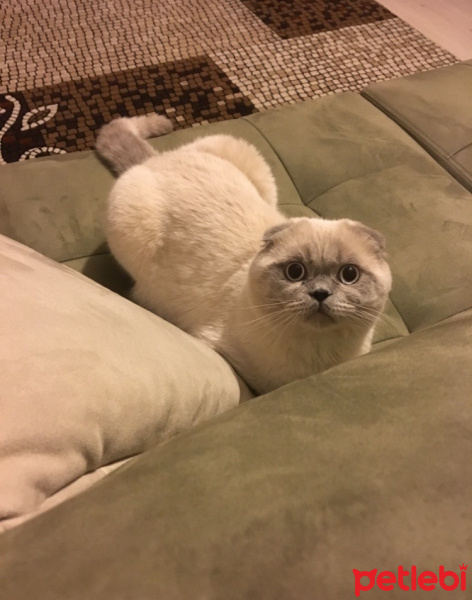 Scottish Fold, Kedi  Çakıl fotoğrafı
