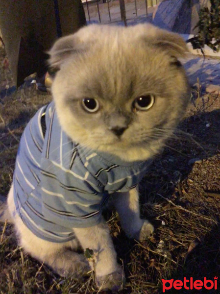 Scottish Fold, Kedi  Çakıl fotoğrafı