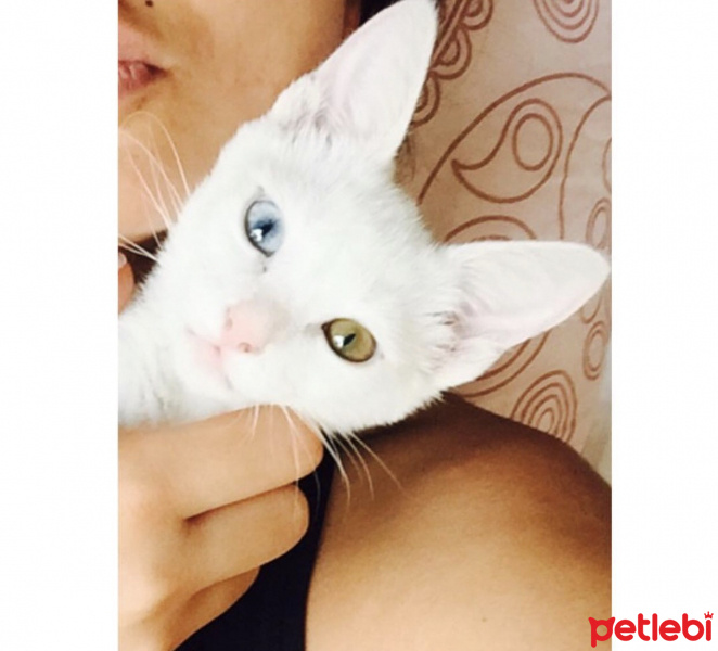 Van Kedisi, Kedi  Mia fotoğrafı