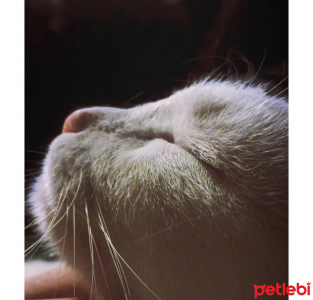 Van Kedisi, Kedi  Mia fotoğrafı