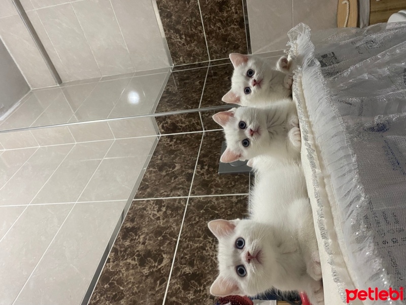 British Shorthair, Kedi  Buddy fotoğrafı