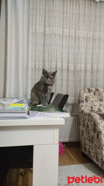 British Shorthair, Kedi  Umay fotoğrafı