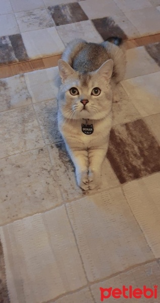 British Shorthair, Kedi  DUMAN fotoğrafı