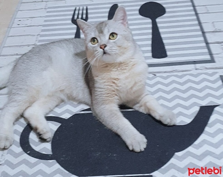 British Shorthair, Kedi  DUMAN fotoğrafı