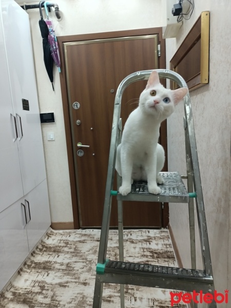 Van Kedisi, Kedi  Mir fotoğrafı