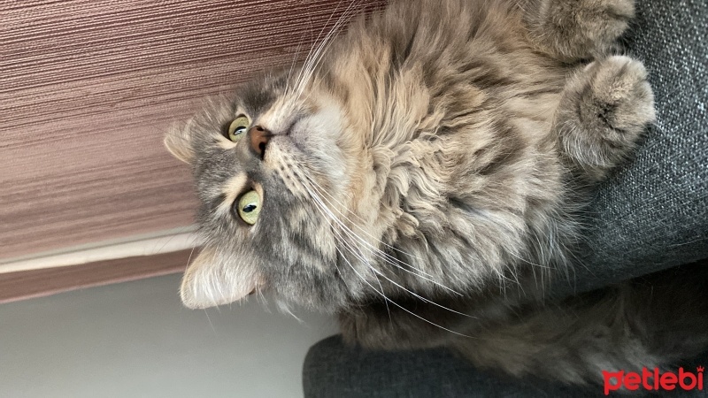Tekir Kedi, Kedi  Ares fotoğrafı