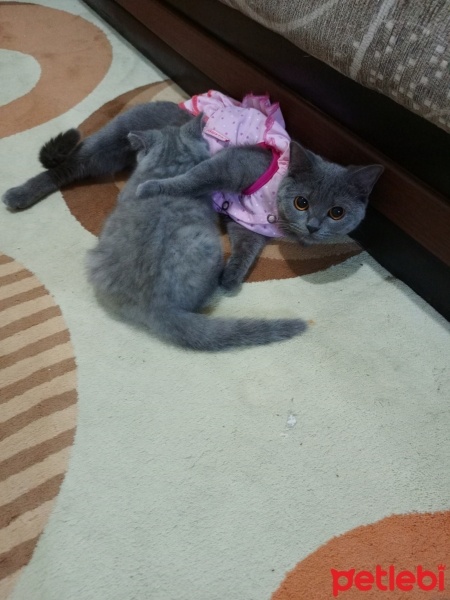 British Shorthair, Kedi  Dies fotoğrafı
