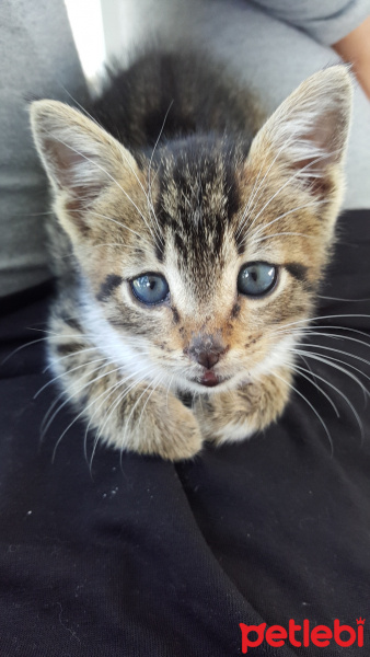 Tekir Kedi, Kedi  Yastık fotoğrafı