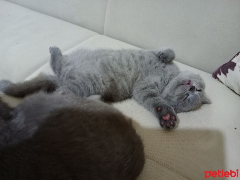 British Shorthair, Kedi  Raj fotoğrafı