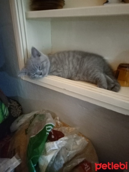 British Shorthair, Kedi  Raj fotoğrafı