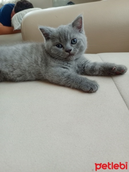British Shorthair, Kedi  Raj fotoğrafı