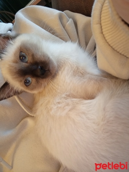 Siyam Kedisi, Kedi  Baileys fotoğrafı