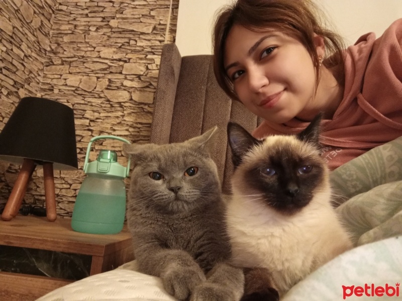 Siyam Kedisi, Kedi  Baileys fotoğrafı