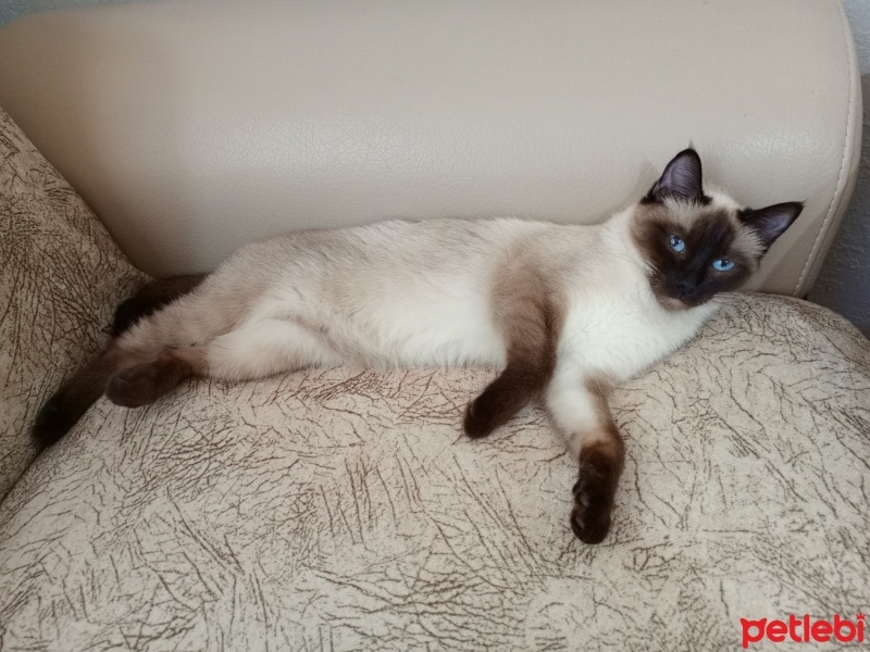 Siyam Kedisi, Kedi  Baileys fotoğrafı