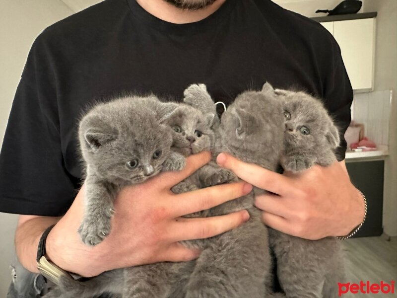 British Shorthair, Kedi  british fotoğrafı