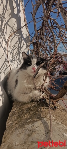 Tekir Kedi, Kedi  Lidya fotoğrafı