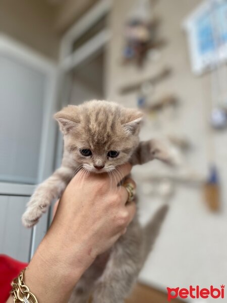 British Shorthair, Kedi  Nisan fotoğrafı