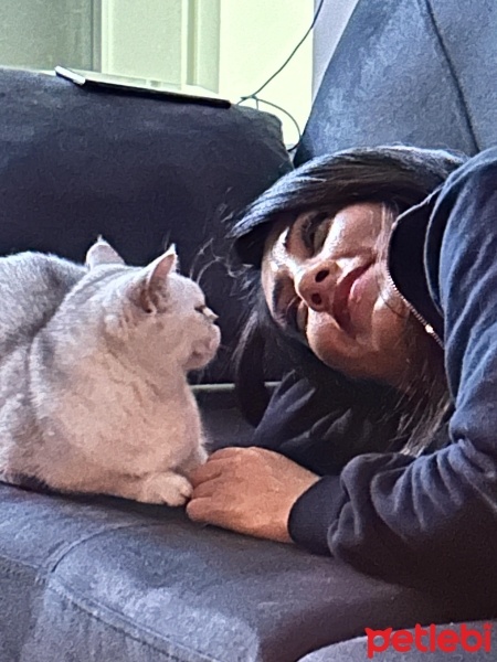 British Shorthair, Kedi  Luna fotoğrafı