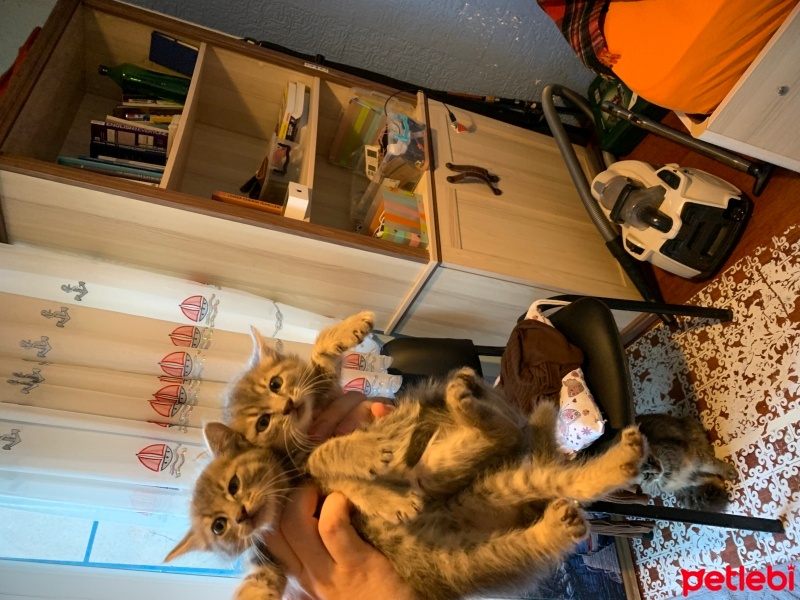 Tekir Kedi, Kedi  Minnoş fotoğrafı