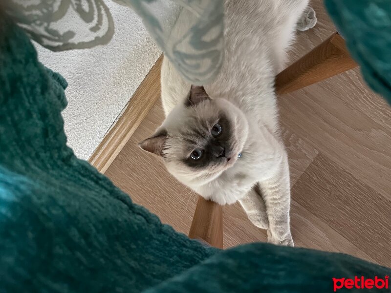 British Shorthair, Kedi  Sakız fotoğrafı