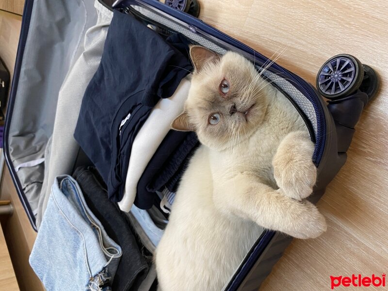 British Shorthair, Kedi  Sakız fotoğrafı