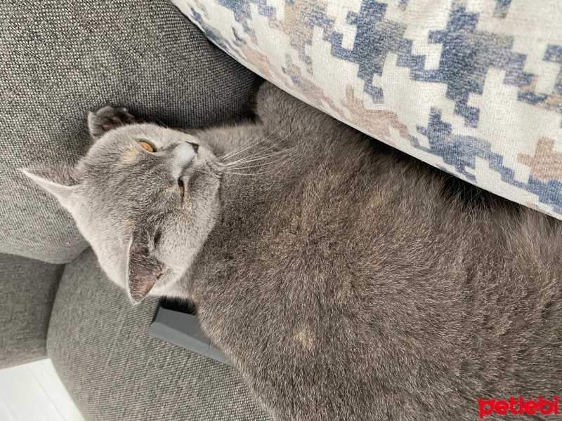 British Shorthair, Kedi  Üzüm fotoğrafı