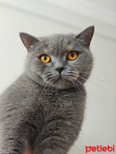 British Shorthair, Kedi  Üzüm fotoğrafı